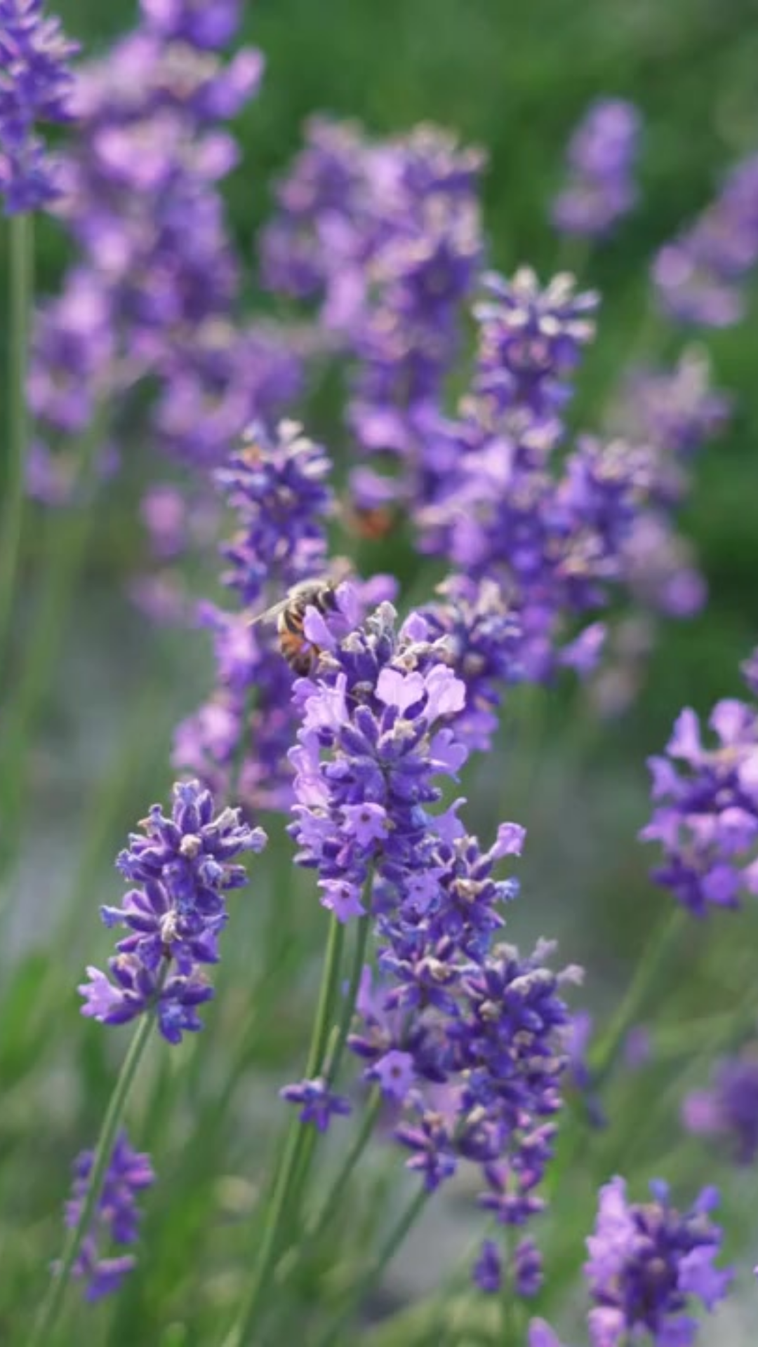 カウンセラーの林 花江と申します